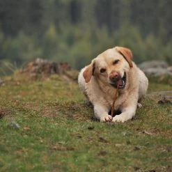 Master Paws 12" Bully Sticks Dog Chews - 4 Pack -MASTER PAWS Shop 768303650000 Cadet MasterPaws12BullSTK4PK Lifestyle